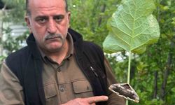 Nadir görülen baykuş kelebeği Oltu’da görüntülendi