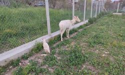 Nadir görülen beyaz ala geyik Elazığ’da sürüye karıştı
