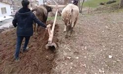 Traktörün çıkamadığı yerde karasaban mesaisi