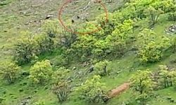 Tunceli'de ayı sürüsü kameralara yansıdı