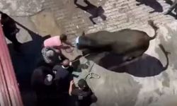 Ahlat’ta 1 tonluk boğa kesimi zor anlar yaşattı