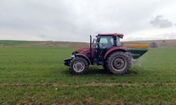 Ahlat’ta çiftçiler tarlaya indi, buğdayda gübreleme başladı