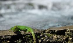 Sürgü Takas'ta yeşil kertenkele dikkat çekti