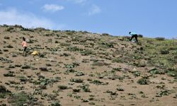 Ahlatlılar “Yayla Muzu” için dağlara akın ediyor