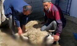 Tatvan’da Kurban Bayramı dolayısıyla kurbanlıklar kesildi