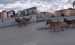 Tatvan’da karayoluna çıkan eşekler ilginç görüntüler oluşturdu