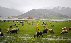 Bitlis’te ilkbaharla birlikte meralar hayvanlarla şenlendi