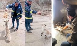 Ahlat’ta gülümseten hikâye: Tilki ve işçilerin 4 yıllık dostluğu