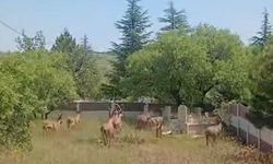 Koruma altındaki dağ keçileri Harput mezarlıklarında ortaya çıktı