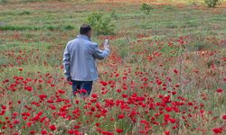 Güroymak’ta tarlalar kırmızıya boyandı