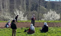 Hizan’da fasulye mesaisi başladı