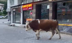 Bitlis'te kafeye giren inek görenleri şaşırttı