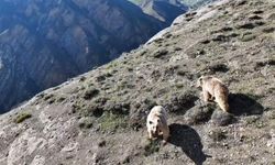 Ayıları drone ile kovalamaya çalıştı: Ettiği sözler gülümsetti