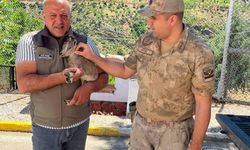 Bitkin halde bulunan yavru dağ keçisi güvenli ellerde