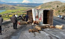 Canlı hayvan taşıyan kamyon devrildi: 15 koyun telef