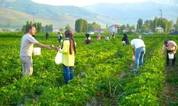 Çilek tarlasında sınırsız lezzet: Yemek ücretsiz, götürmek ücretli
