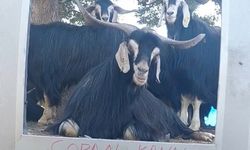 Ekran başındaki keçiye ses verdi, izleyenleri güldürdü
