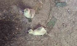 Elazığ'da yılan kümese girdi, 5 kaz yavrusu telef oldu