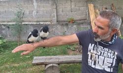 Erzincan'da ağaçtan düşen yavru kuşlara şefkat eli