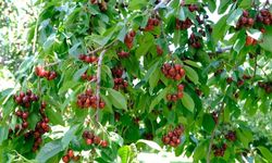 Erzincan’da kiraz sezonu başladı: Tezgâhlar renkleniyor