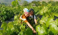 Erzincan'da üzümden önce yaprak hasadı mesaisi başladı