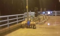 Güvenlik görevlisinin gece mesaisine sevimli misafirler damga vurdu