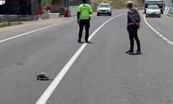 Hınıs'ta polis memuru kaplumbağa için trafiği durdurdu