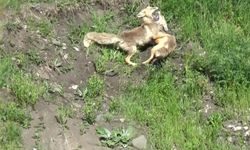 Kars'ta kızıl tilkilerin oyun ve güç gösterisi görüntülendi