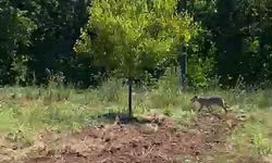 Kayısı bahçesinde kurtla karşılaşan çiftçi şaşkınlık yaşadı