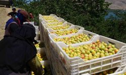 Malatya'nın 'sarı altını' dalından Avrupa sofralarına uzandı