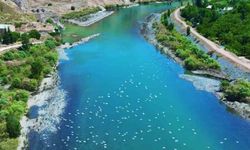 Martılar, Murat Nehri'nde hayran bıraktı