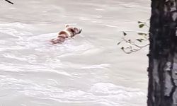 Munzur Nehri'ni geçmeye çalışan ayının mücadelesi görüntülendi