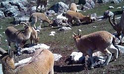 Munzur'un sessiz misafirleri fotokapana yakalandı
