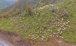 Muş’ta besiciler yayla sezonunu açtı