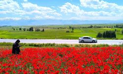 Muş’ta kırmızıya boyanan gelincik tarlaları ziyaretçileri büyülüyor