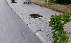 Patnos'ta yeni dikilen 15 ağaç tahrip edildi