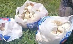 Sağanak bereket getirdi: Erzurum’da kısa sürede kilo kilo mantar topladılar