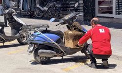 Şehrin göbeğinde oğul veren arılar dikkat çekiyor