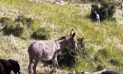 Sürüden ayrılan eşek dron sayesinde bulundu