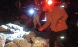 Van'da otomobil sürüye daldı: 17 koyun telef