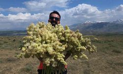 Yayla muzunda doğal hasat deneyimi