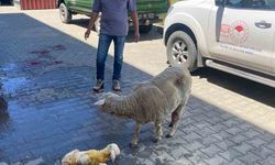 Zorlu doğumun ardından sağlıklı kuzu dünyaya geldi