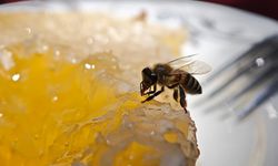 Bal almaya çalışan arılar makro objektife yansıdı