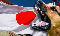 Japonya’da sokak hayvanı sayısı düştü: Bu sonuç nasıl elde edildi