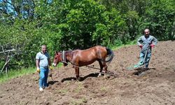 Hizan’da karasabanla tarla sürme geleneği yaşatılıyor