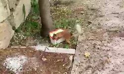 Ceviz arayan sincap ile vatandaşın diyaloğu ilgi çekti