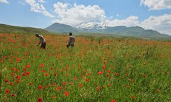 Adilcevaz'da ovalar kırmızıya büründü