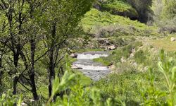 Ahlat’ta ilkbaharın güzelliği hayran bıraktı