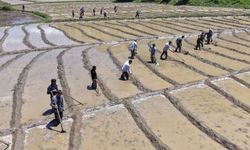 Bitlis’te çeltik mesaisi imece geleneğiyle başladı