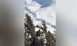Ormanın hayaleti Bitlis'te görüntülendi